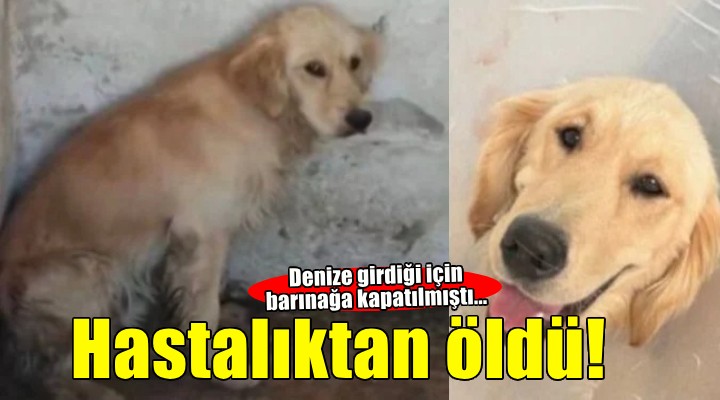 Denize girdiği için barınağa kapatılmıştı: O köpek hastalıktan öldü!