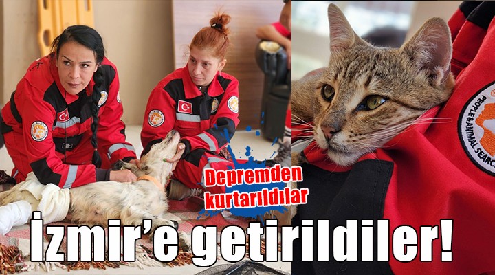 Depremden kurtarılan yüzlerce can dost İzmir e getirildi