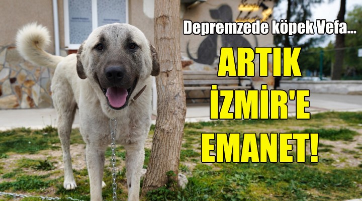 Depremzede köpek Vefa, artık İzmir’e emanet!