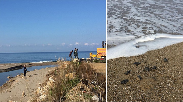 Dere yatağının yönü değiştirildi, caretta yavruları ölmeye başladı