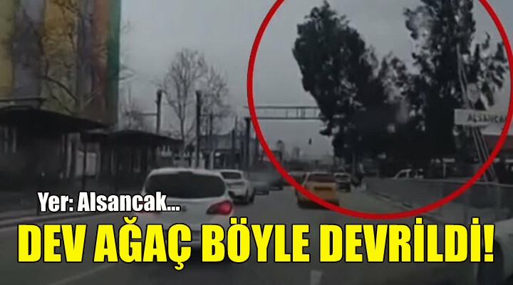 Dev ağaç böyle devrildi!