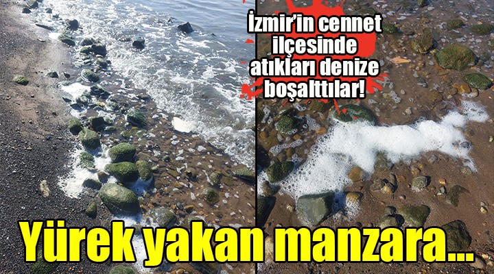 Dikili de yürek yakan manzara! Mandıra atıklarını denize boşalttılar