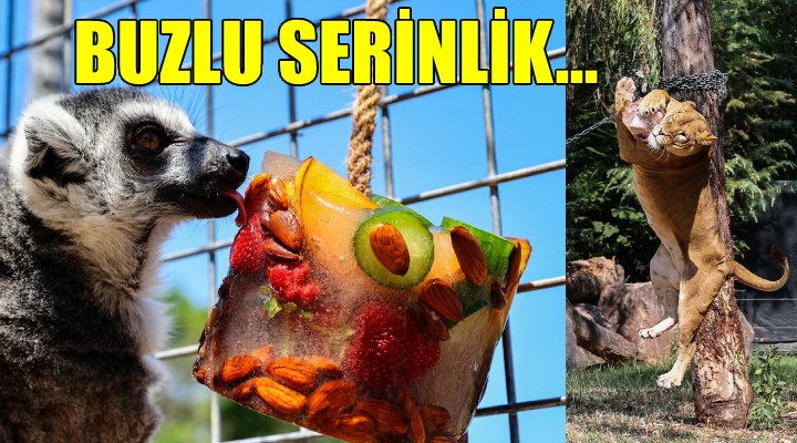 Doğal Yaşam Parkı nda buzlu serinlik