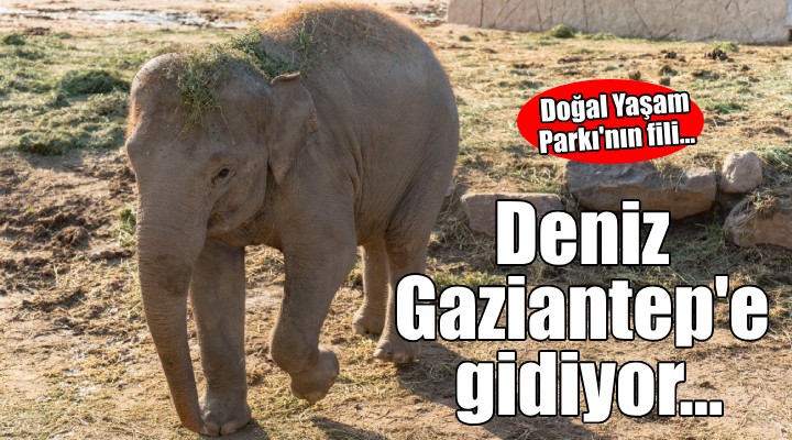 Doğal Yaşam Parkı’nın fili Deniz Gaziantep’e gidiyor