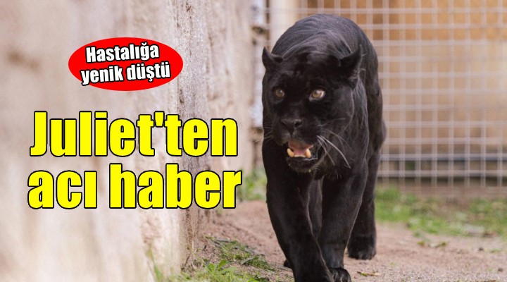 Doğal Yaşam Parkı’nın jaguarı Juliet yaşama veda etti