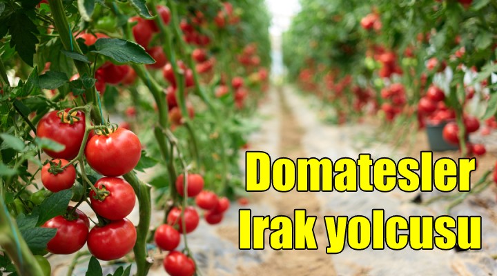 Domatesler Irak yolcusu!