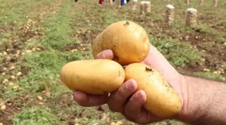 Don vurdu, patates yandı: Çiftçi tarlada zarar etti, destek bekliyor