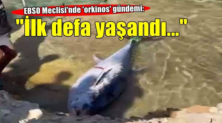 EBSO Meclisi nde  orkinos  gündemi:  İlk defa bu sene yaşandı 