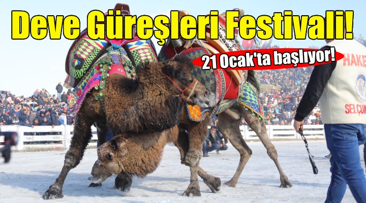 Efes Selçuk ta Deve Güreşleri Festivali!