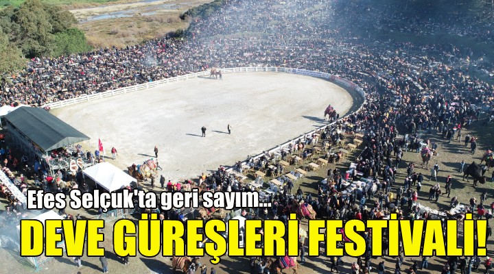 Efes Selçuk ta Deve Güreşleri Festivali!