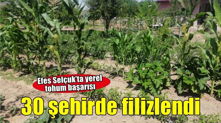 Efes Tarlası Yaşam Köyü'nde elde edilen yerel tohumlar Anadolu'nun dört bir yanında filizleniyor