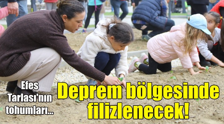 Efes Tarlası nın tohumları deprem bölgesinde filizlenecek!