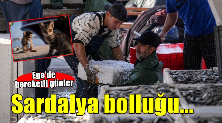 Ege de sardalya bereketi