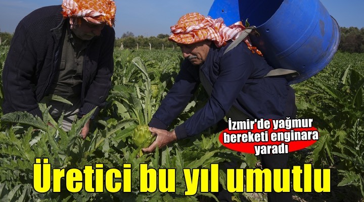 Enginar verimi ocak ve şubat yağışlarıyla arttı