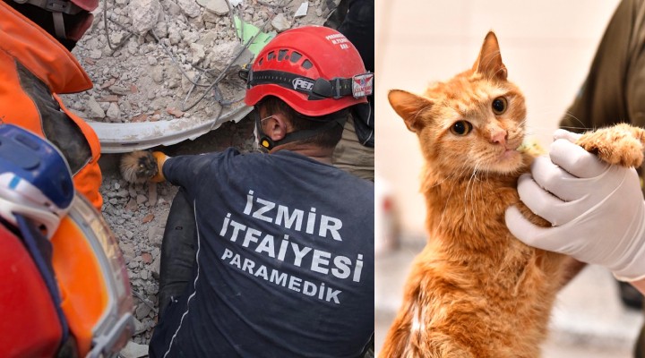 Enkazdan çıkarılan can dostlar unutulmadı