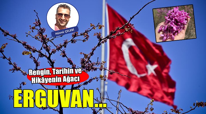 Erguvan: Rengin, Tarihin ve Hikayenin Ağacı