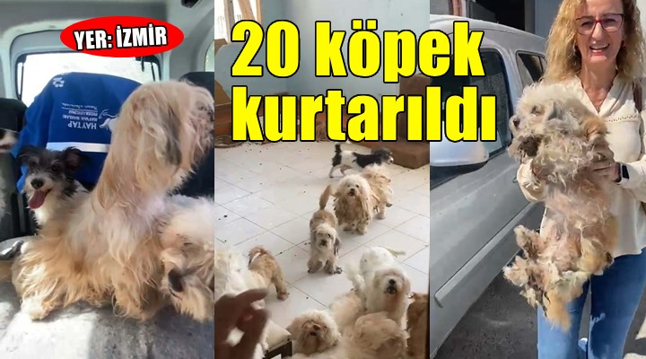 Evde tutulan 20 köpek kurtarıldı