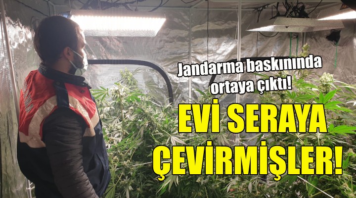 Evi uyuşturucu serasına çevirmişler!