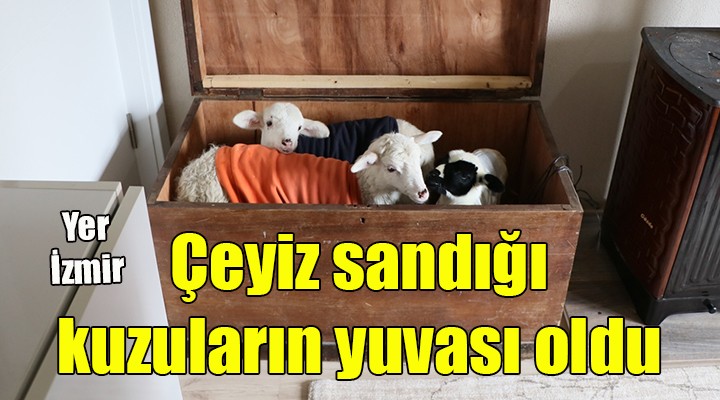 Evinde baktığı kuzular için çeyiz sandığından yuva yaptı