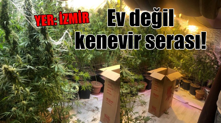 Evinde kenevir yetiştiren kişi tutuklandı