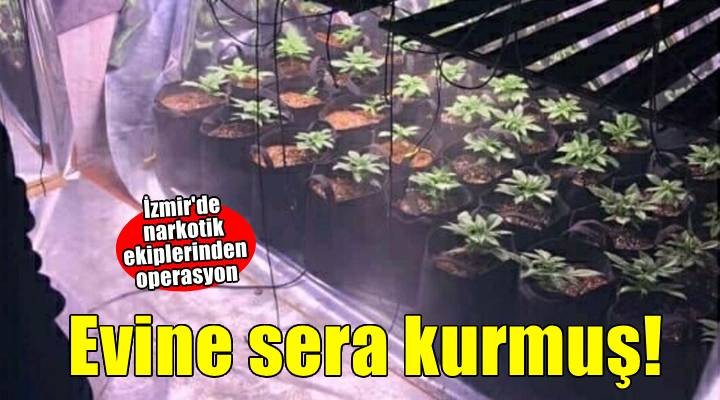 Evine sera kurup, Hint keneviri yetiştirmiş