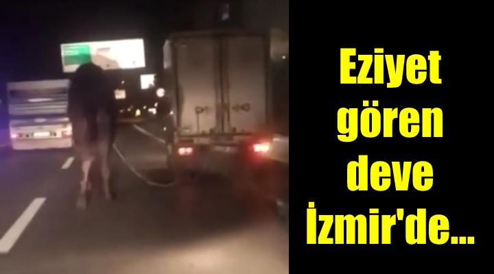 Eziyet gören deve, İzmir de!