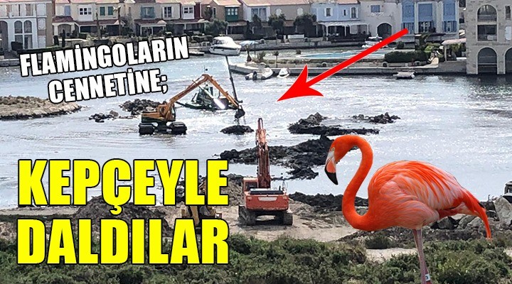 FLAMİNGOLARIN CENNETİNE KEPÇEYLE DALDILAR...