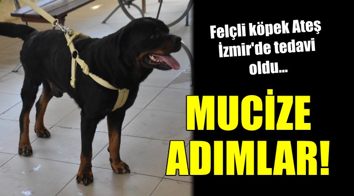 Felçli köpek Ateş in mucize adımları...