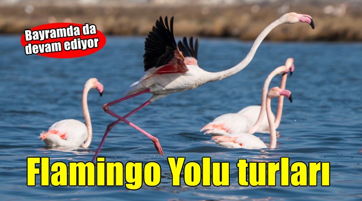 Flamingo Yolu turları bayramda da devam ediyor