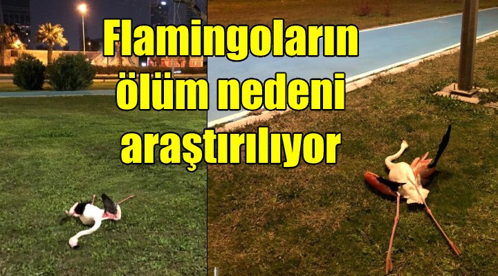 Flamingoların ölüm nedeni araştırılıyor