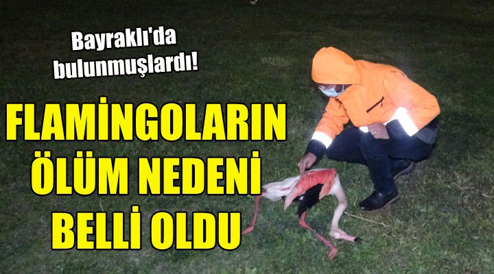 Flamingoların ölüm nedeni belli oldu!