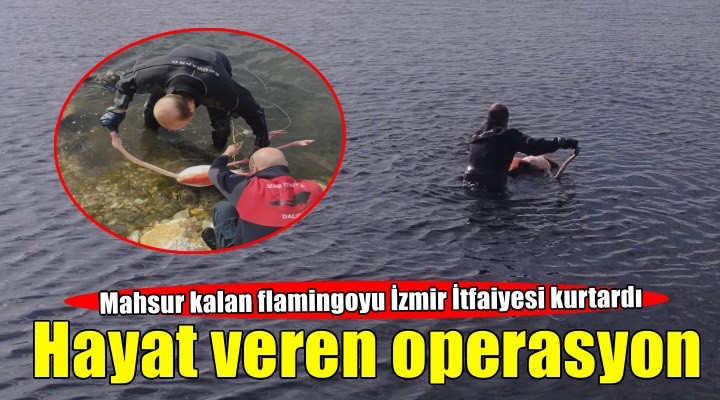 Flamingoya hayat veren kurtarma operasyonu
