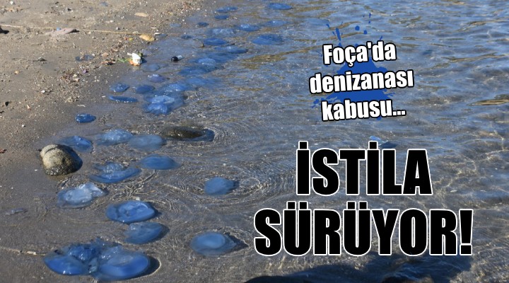 Foça da denizanası istilası sürüyor!