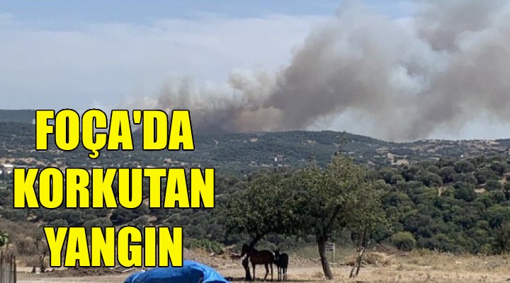 Foça da korkutan yangın!