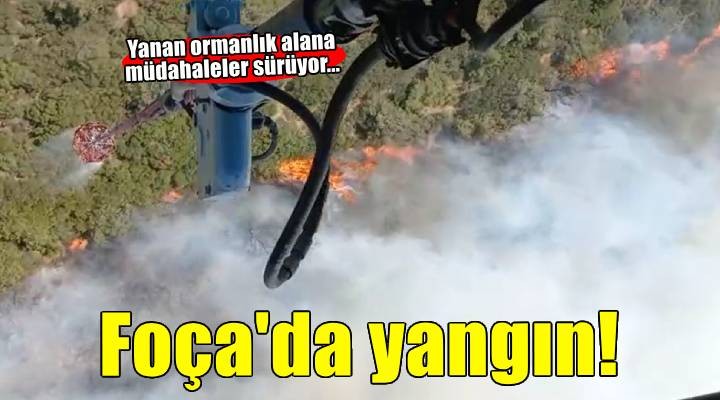 Foça'da orman yangını! Müdahale sürüyor...