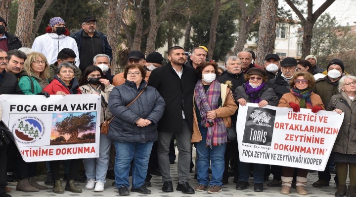 Foça da zeytinime dokunma eylemi