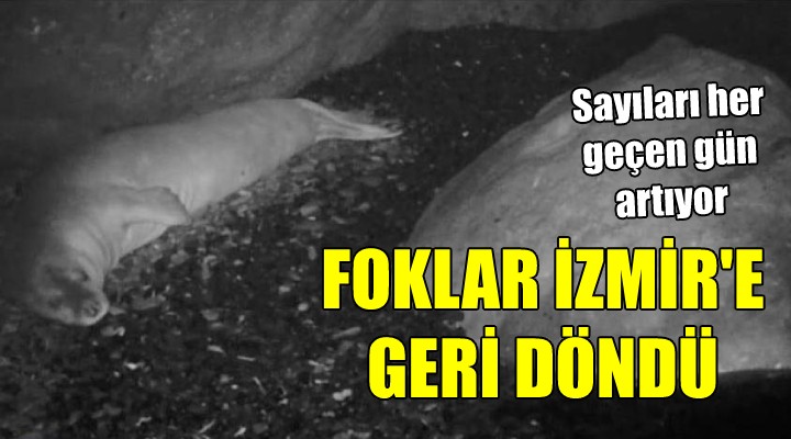 Foklar İzmir e geri döndü!