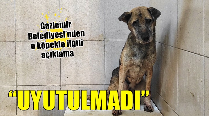 Gaziemir Belediyesi nden o köpekle ilgili açıklama: UYUTULMADI!