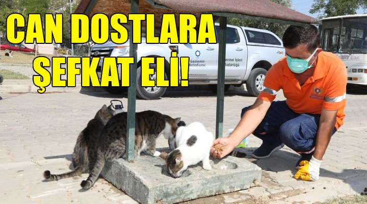 Gaziemir de can dostlara şefkat eli!