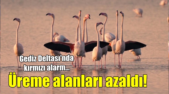 Gediz Deltası nda flamingo ve pelikan alarmı!