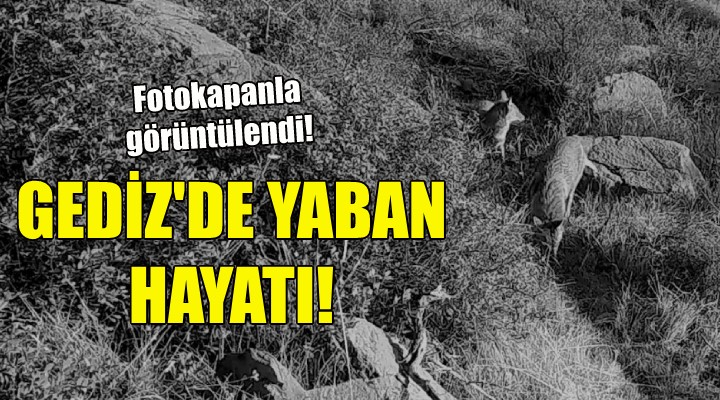 Gediz’deki yaban hayatına fotokapanlı kayıt!