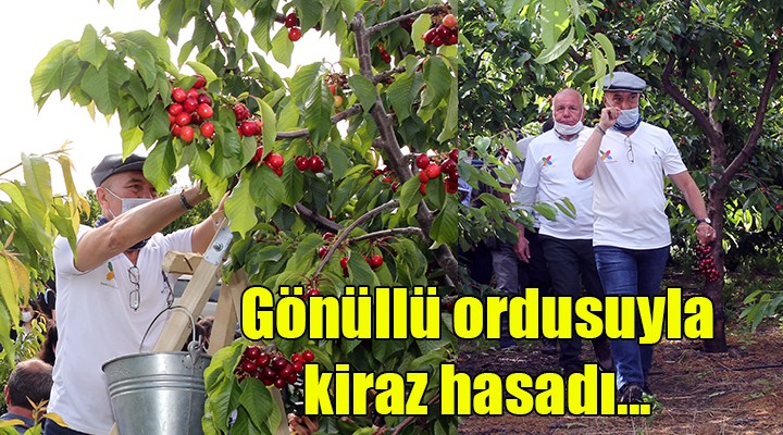 Gönüllü ordusuyla kiraz hasadı...