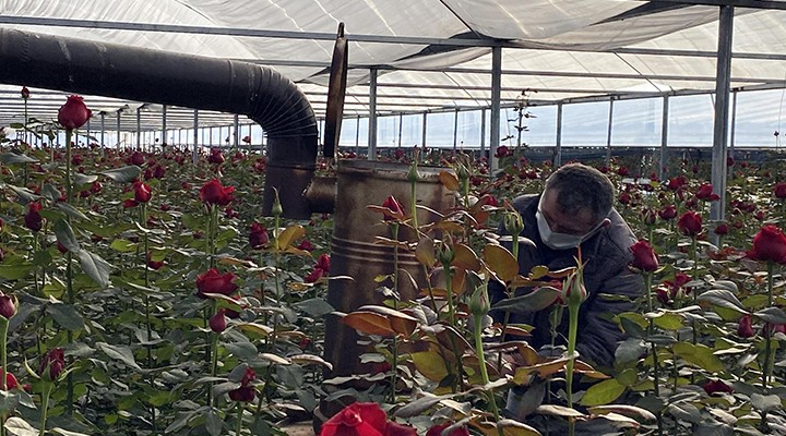 Gül seralarında sobalı nöbet!