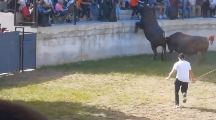 Güreştirilen boğa trübüne çıktı!