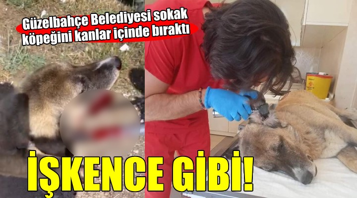 Güzelbahçe Belediyesi nden işkence gibi köpek toplama!