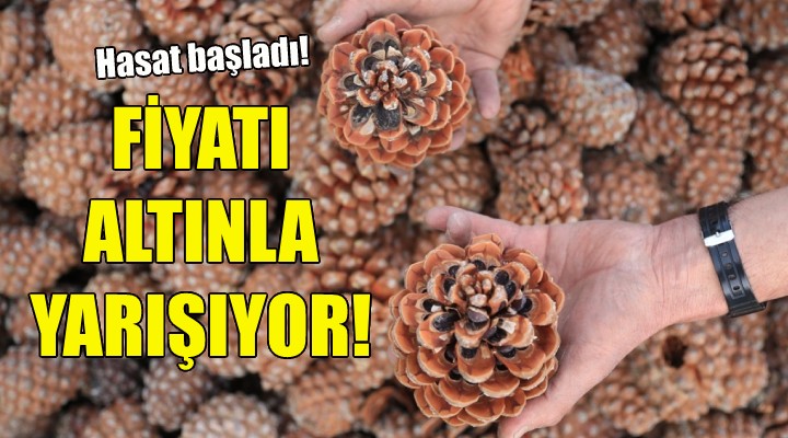 Hasat başladı... Fiyatı altınla yarışıyor!