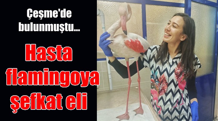 Hasta flamingoya belediyenin şefkat eli