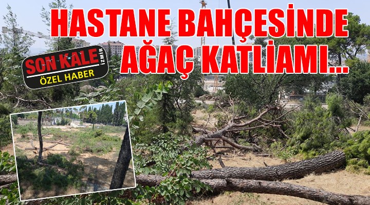 Hastane bahçesinde ağaç katliamı...