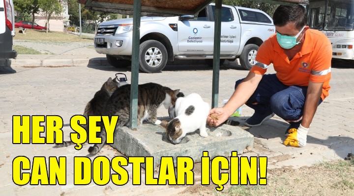 Her şey can dostlar için!