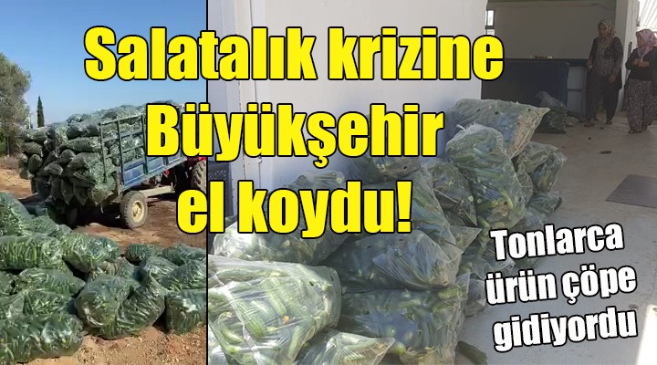 Salatalık krizine Büyükşehir el koydu!